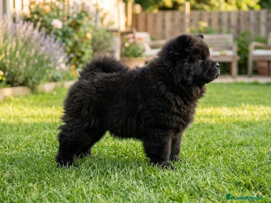 Chow Chow perros CHOW CHOW MARRON - Anuncio 1