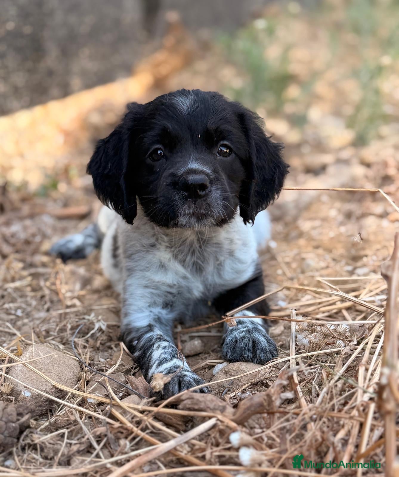 Épagneul Breton perros BRETON - Anuncio 1