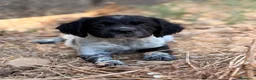 Épagneul Breton perros en venta: BRETON - Anuncio 1