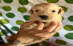 Goldendoodle perros en venta: Goldendoodle  - Imagen 12