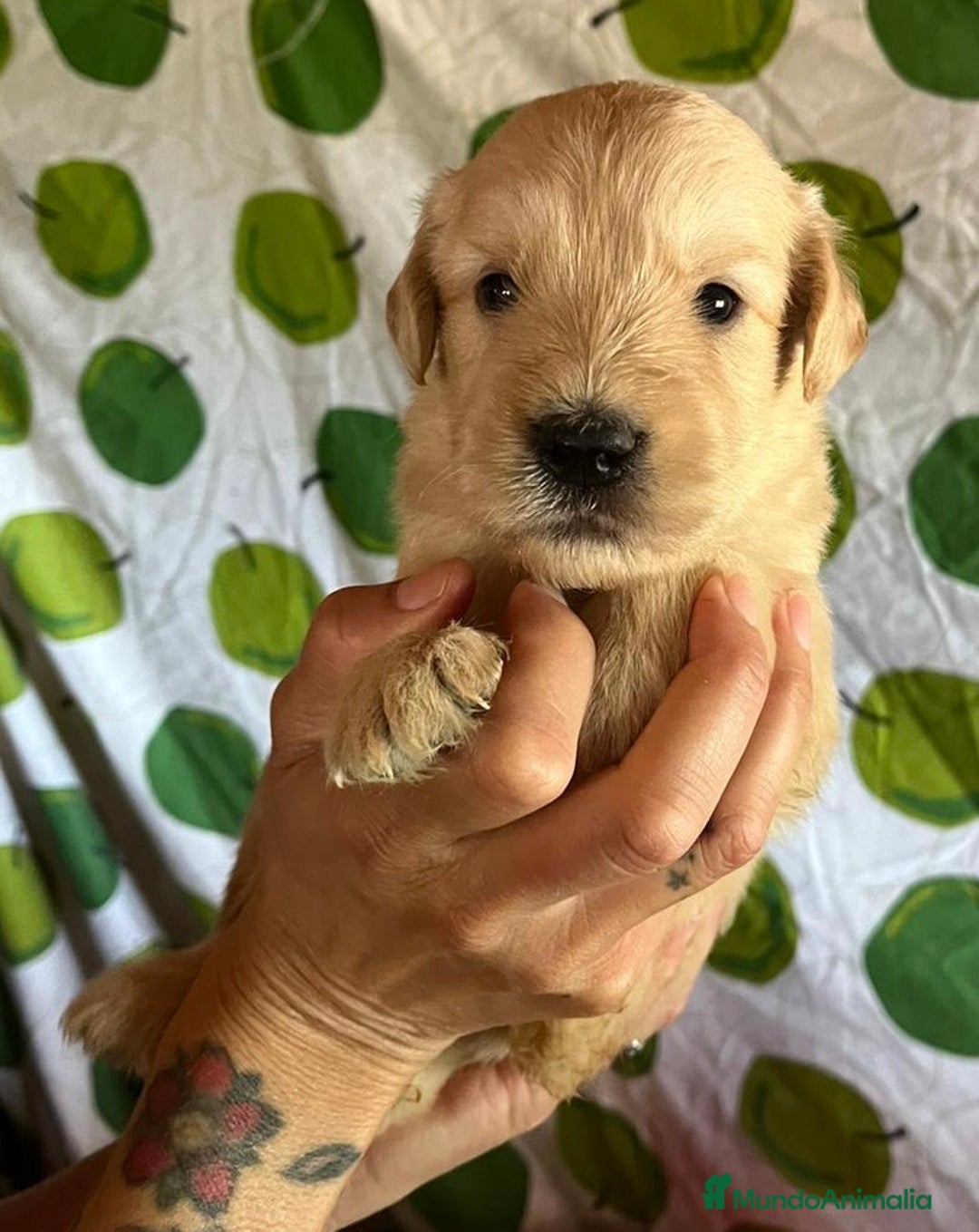 Goldendoodle perros en venta: Goldendoodle  - Imagen 12