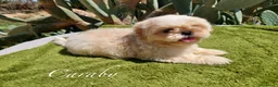 Shih Tzu perros en venta:  Shih-Tzu En Caraby Benidorm  en Alicante - Anuncio 9