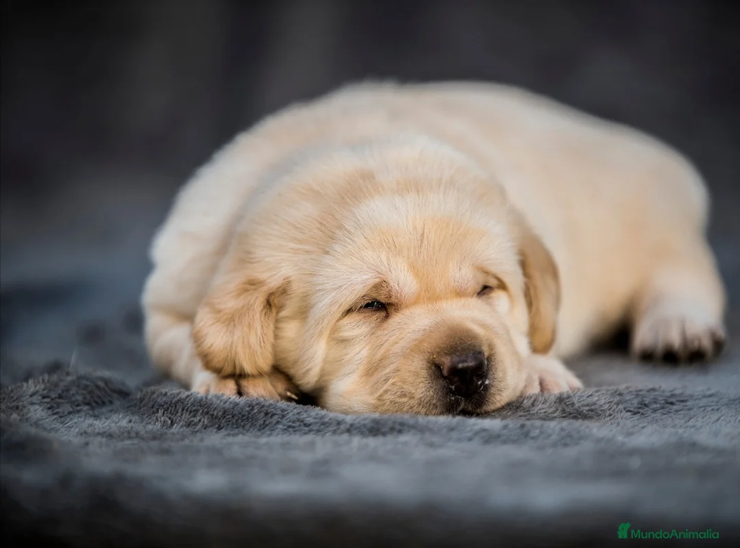 Labrador Retriever perros en venta: Cachorros de labrador retrievers  - Anuncio 10