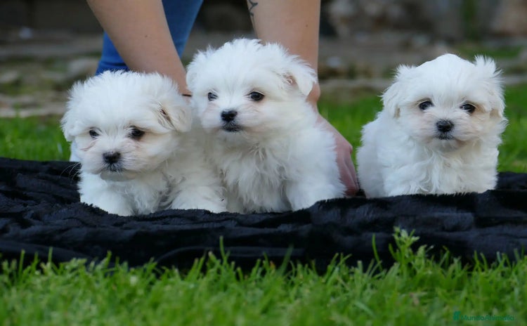 Bichón Maltés perros - Anuncio 2