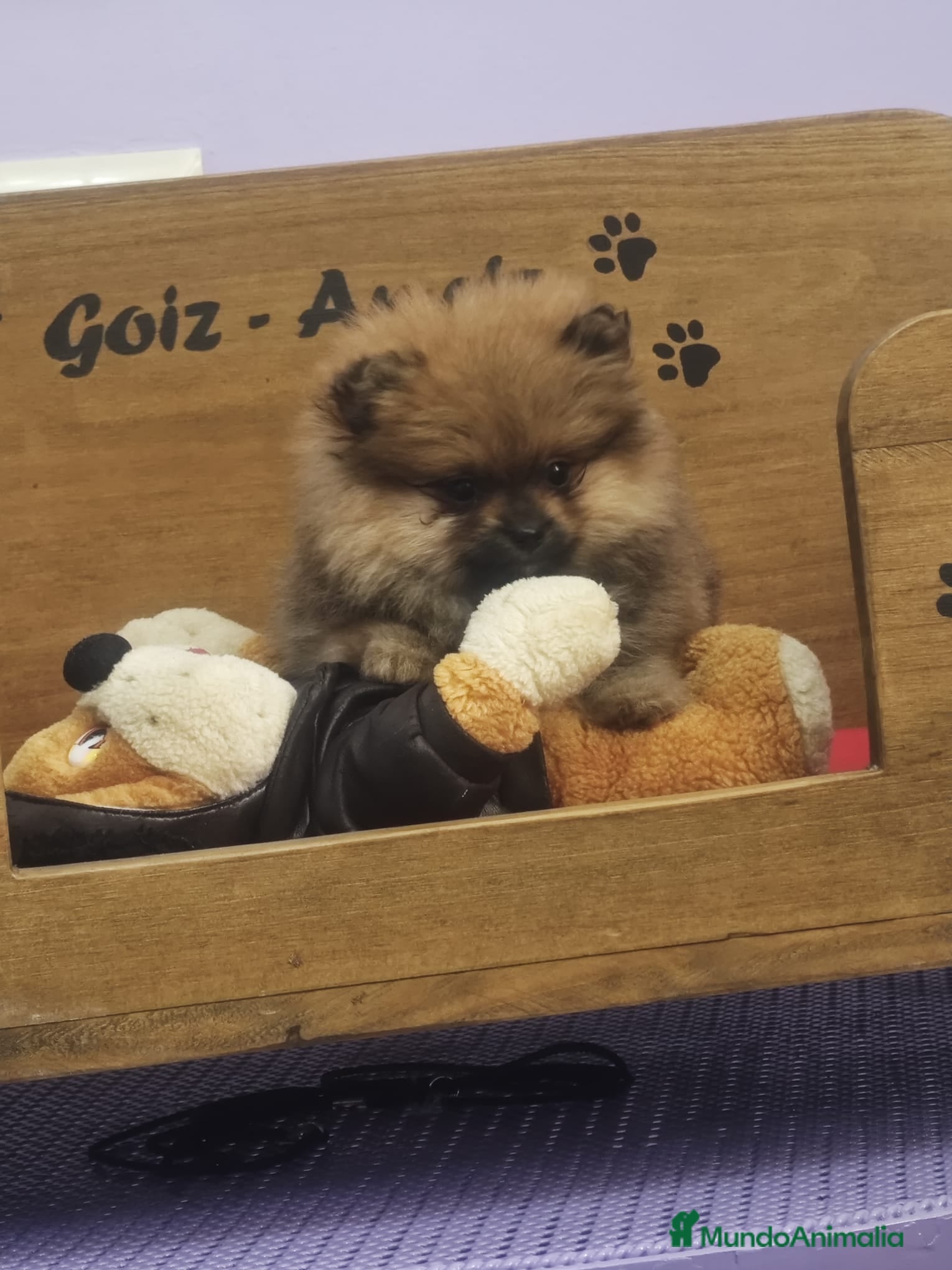 Pomerania perros POMERANIA LULU hembra ROJA y macho NEGRO/FUEGO - Anuncio 1