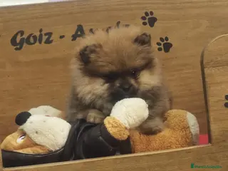 Pomerania perros en venta: POMERANIA LULU hembra ROJA y macho NEGRO/FUEGO - Anuncio 3