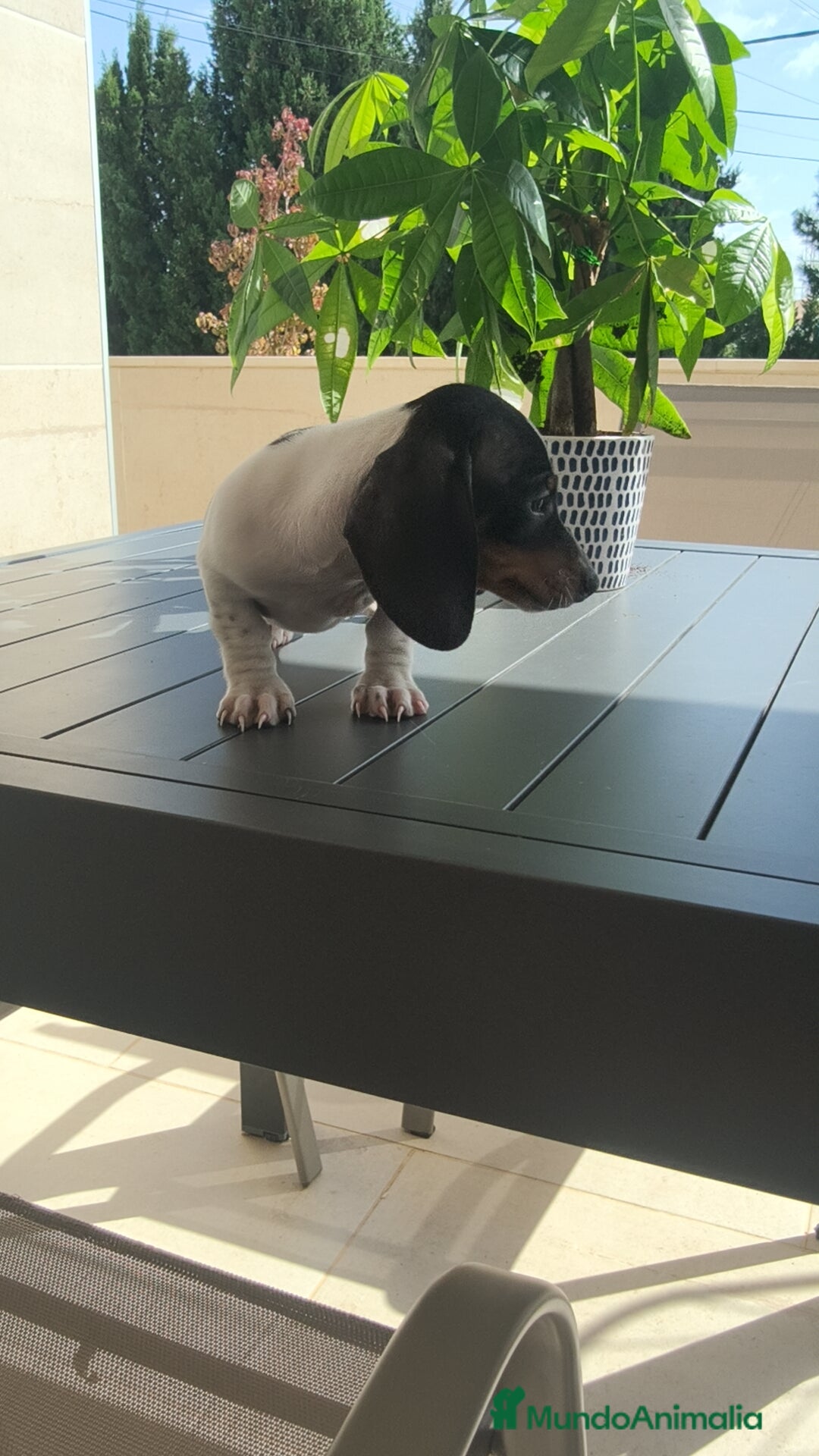 Teckel Miniatura perros en venta: Teckel pielbad mini ♂️ - Imagen 4