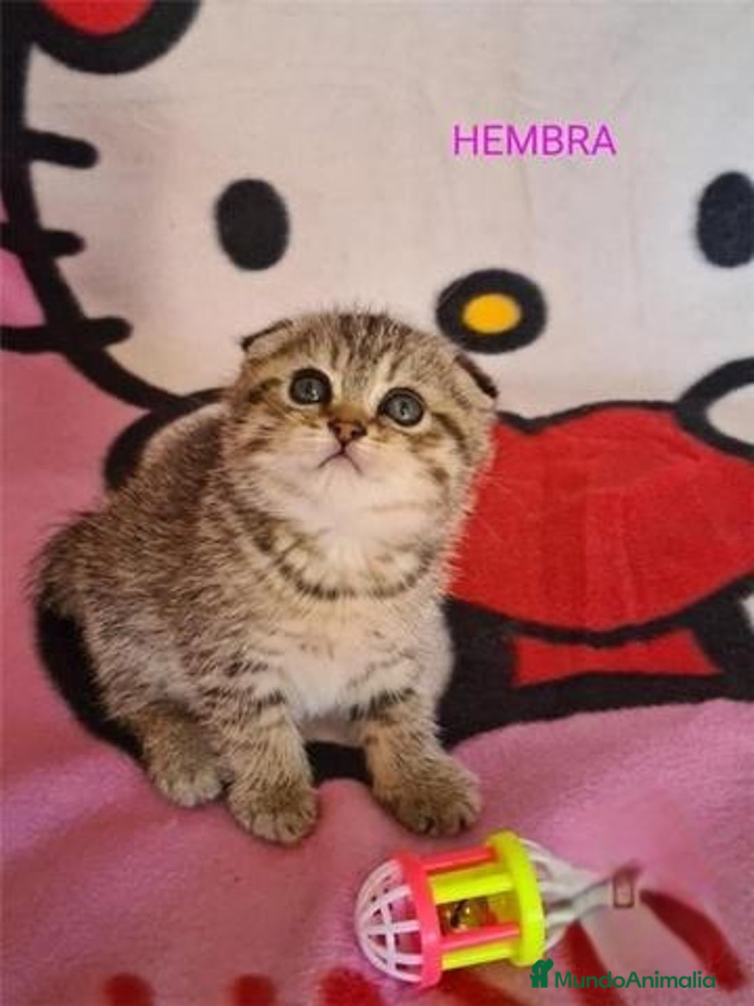 Británico de Pelo Corto gatos en venta: British scottish Brown en Madrid - Imagen 2