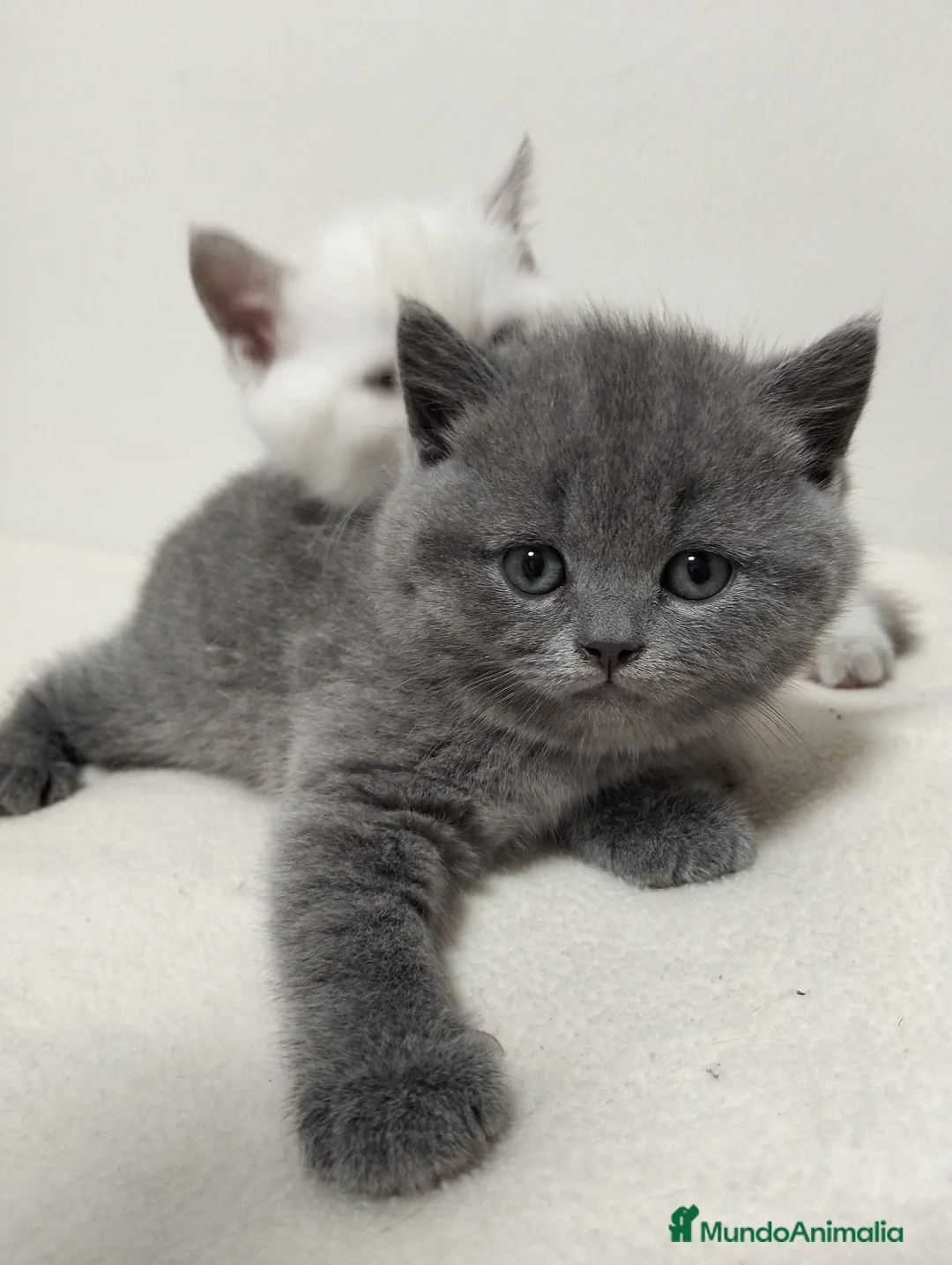 Británico de Pelo Corto Azul gatos en venta: BRITISH BLUE Y LILAC - Anuncio 6