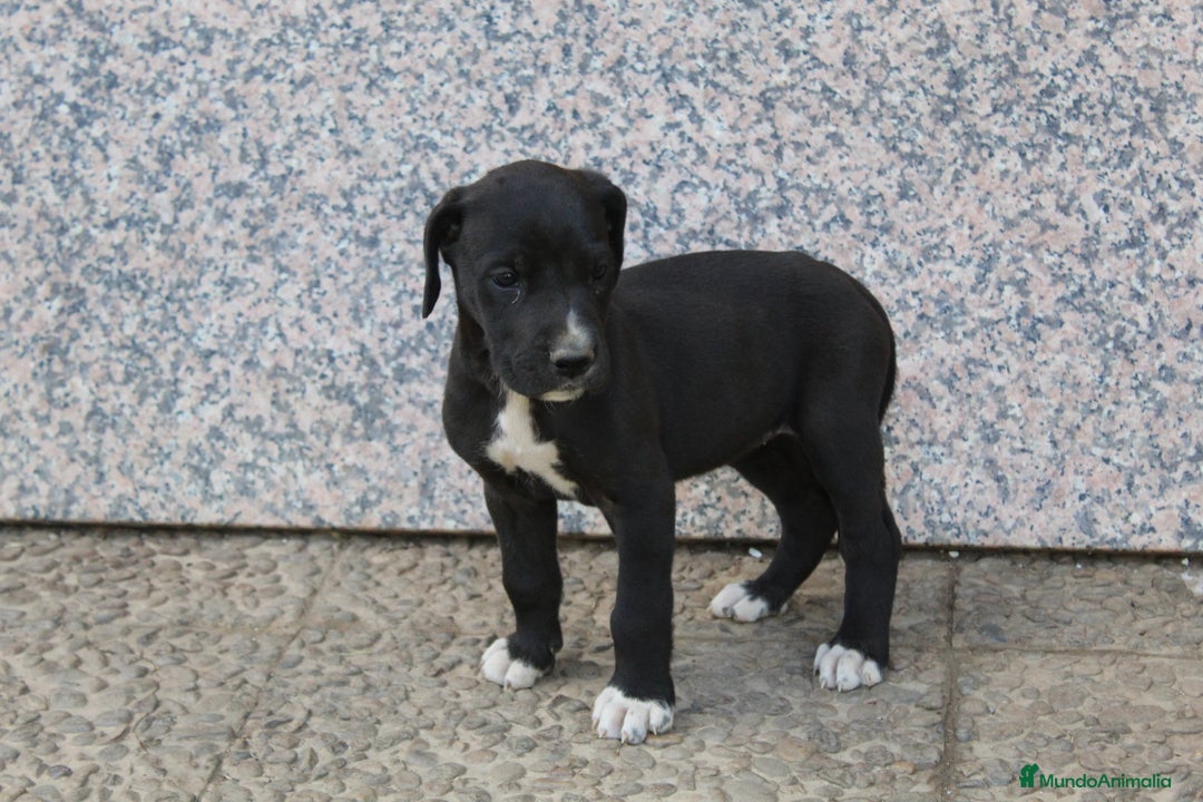 Dogo Alemán perros en venta: Dogo alemán/ gran danés  - Imagen 8