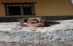 Chihuahua perros en venta: CHIHUAHUA PELO LARGO CACHORROS - Imagen 1