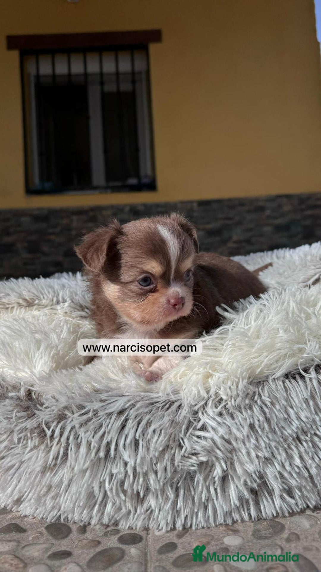 Chihuahua perros en venta: CHIHUAHUA PELO LARGO CACHORROS - Imagen 1