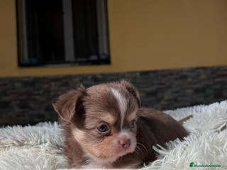Chihuahua perros CHIHUAHUA PELO LARGO CACHORROS - Anuncio 1