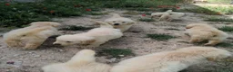Golden Retriever perros en venta: Preciosos cachorros de golden retriever - Anuncio 8