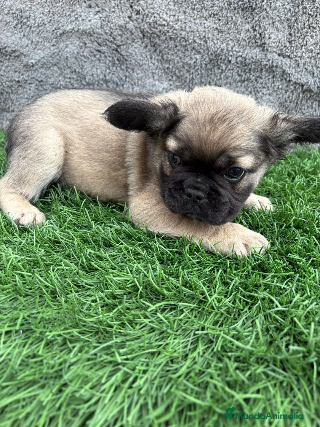 Bulldog Francés perros en venta: Bulldog Frances macho fluffy Fawn - Anuncio 9