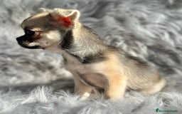 Chihuahua perros en venta: CHIHUAHUA MACHO DISPONIBLE - Anuncio 1