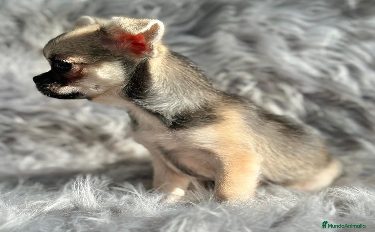 Chihuahua perros CHIHUAHUA MACHO DISPONIBLE - Anuncio 1