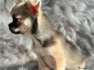 Chihuahua perros CHIHUAHUA MACHO DISPONIBLE - Anuncio 1