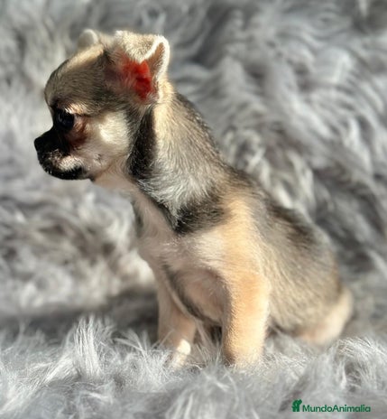 Chihuahua perros CHIHUAHUA MACHO DISPONIBLE - Anuncio 1