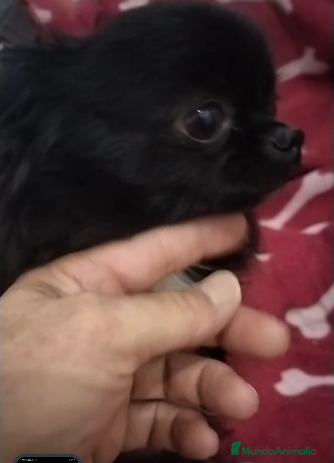 Chihuahua perros en venta: Machos de chihuahua cabeza manzana  - Imagen 9