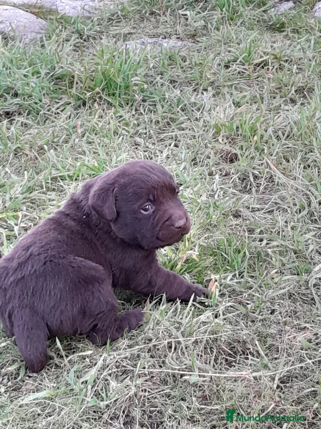 Labrador Retriever perros en venta: Camadas de Labrador color Chocolate en Granada - Anuncio 12