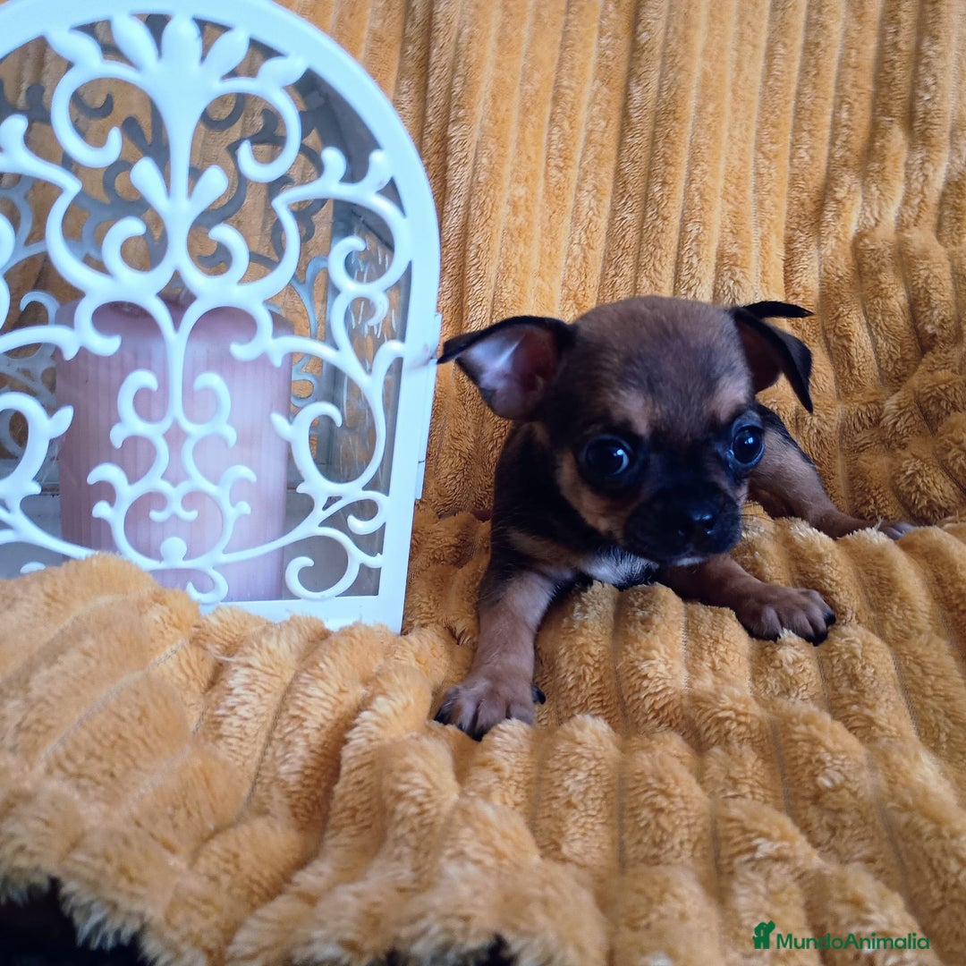 Chihuahua perros en venta: Cachorros de chihuahua - Imagen 2