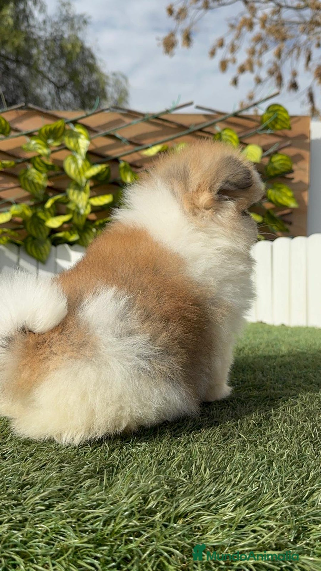 Pomerania perros en venta: POMERANIA HEMBRA - Anuncio 27