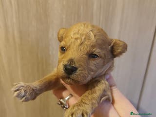 Caniche Toy perros Varios colores cachorros toy - Anuncio 13