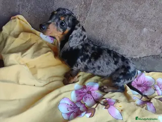 Teckel Miniatura perros Cachorro hembra teckel arlequín plata - Anuncio 2