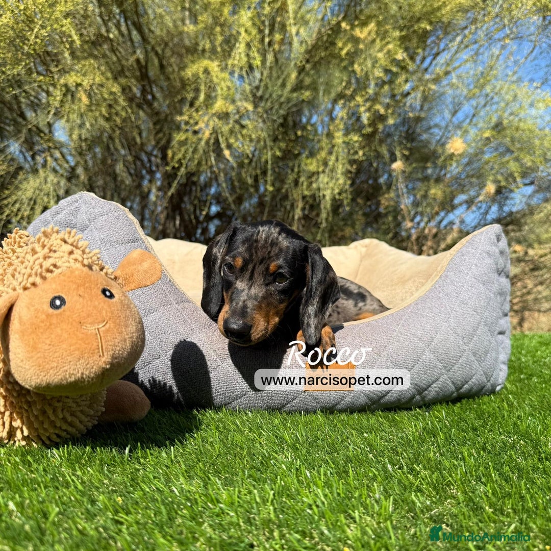 Teckel Miniatura perros en venta: CACHORROS DE TECKEL - Imagen 1