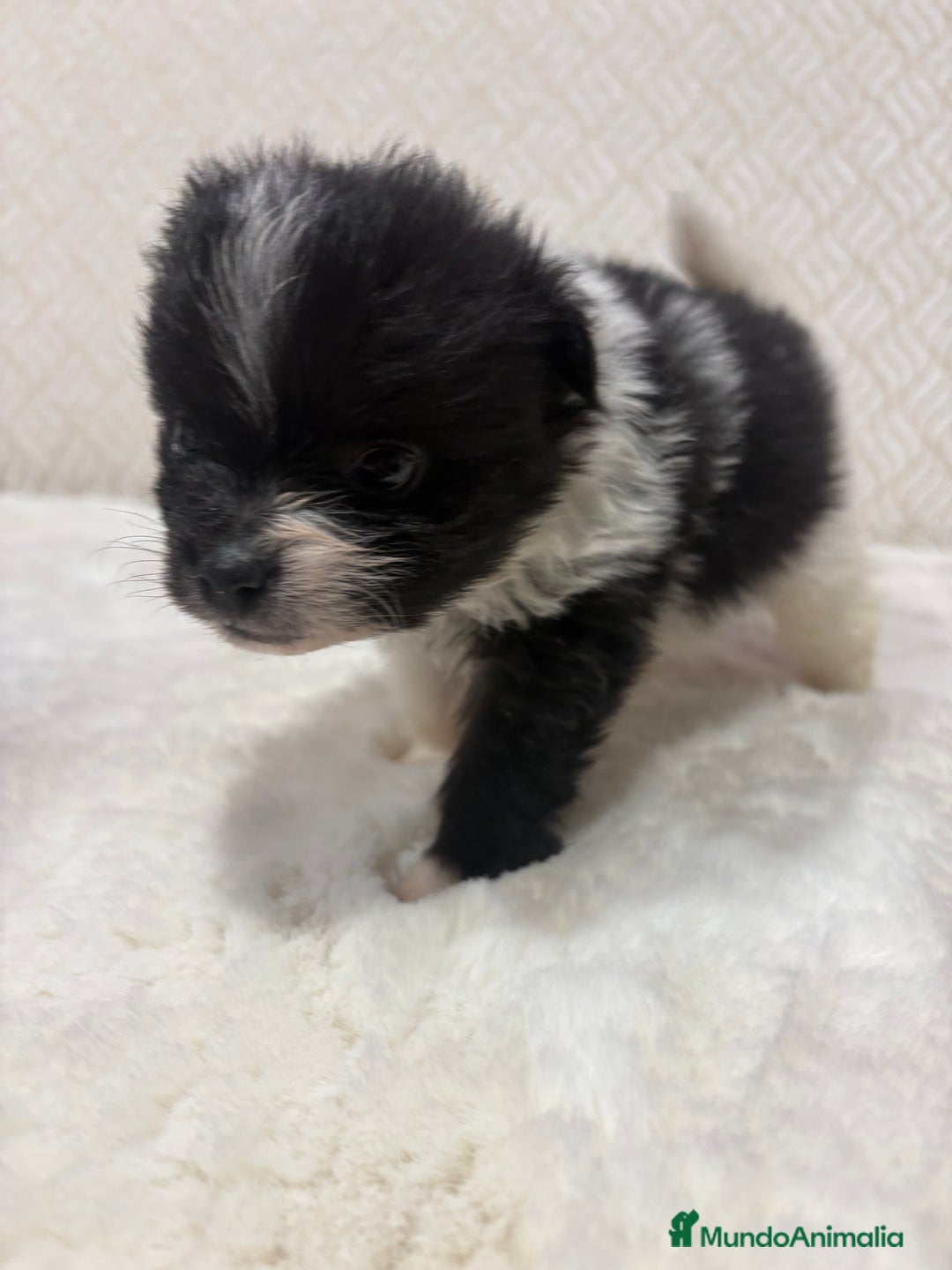 Pomerania perros en venta: Lulu Pomerania Toy macho color party Osito - Anuncio 11