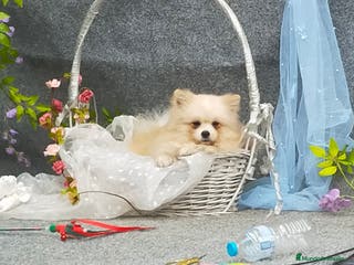 Pomerania perros PRECIOSOS POMERANIA LINEA TOY - Anuncio 1