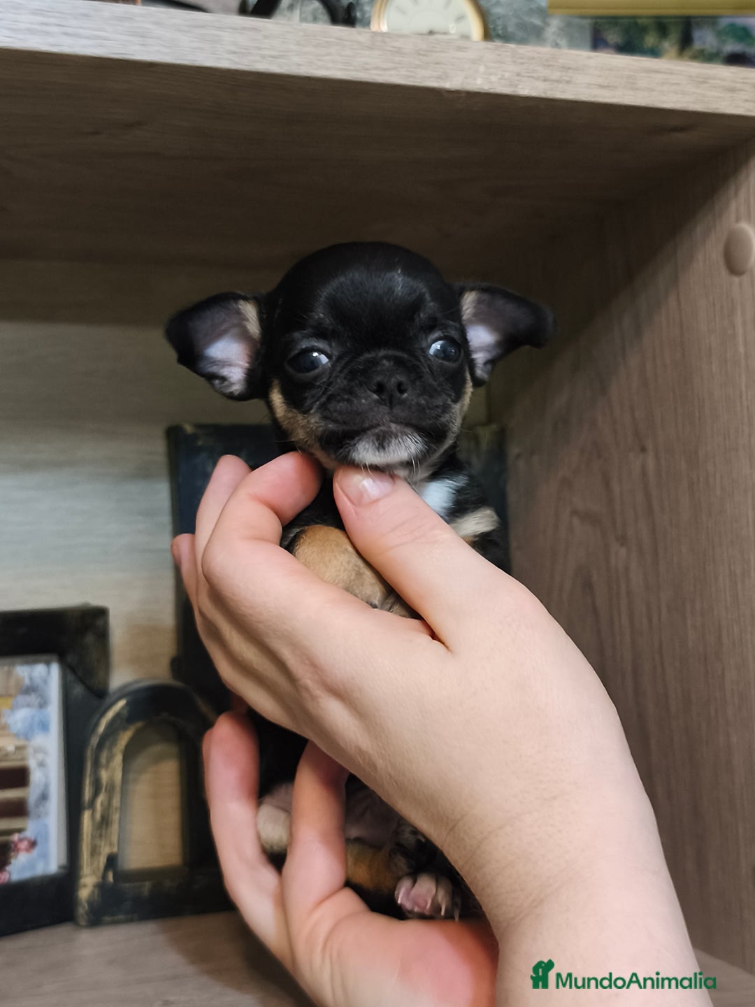 Chihuahua perros en venta: Línea rusa  - Anuncio 4