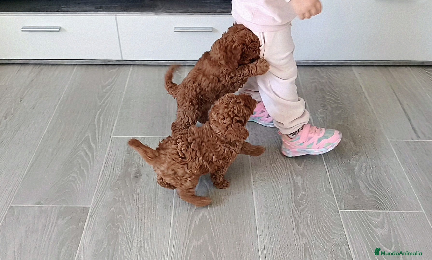 Caniche Toy perros CANICHES MACHITOS TOY - Anuncio 1