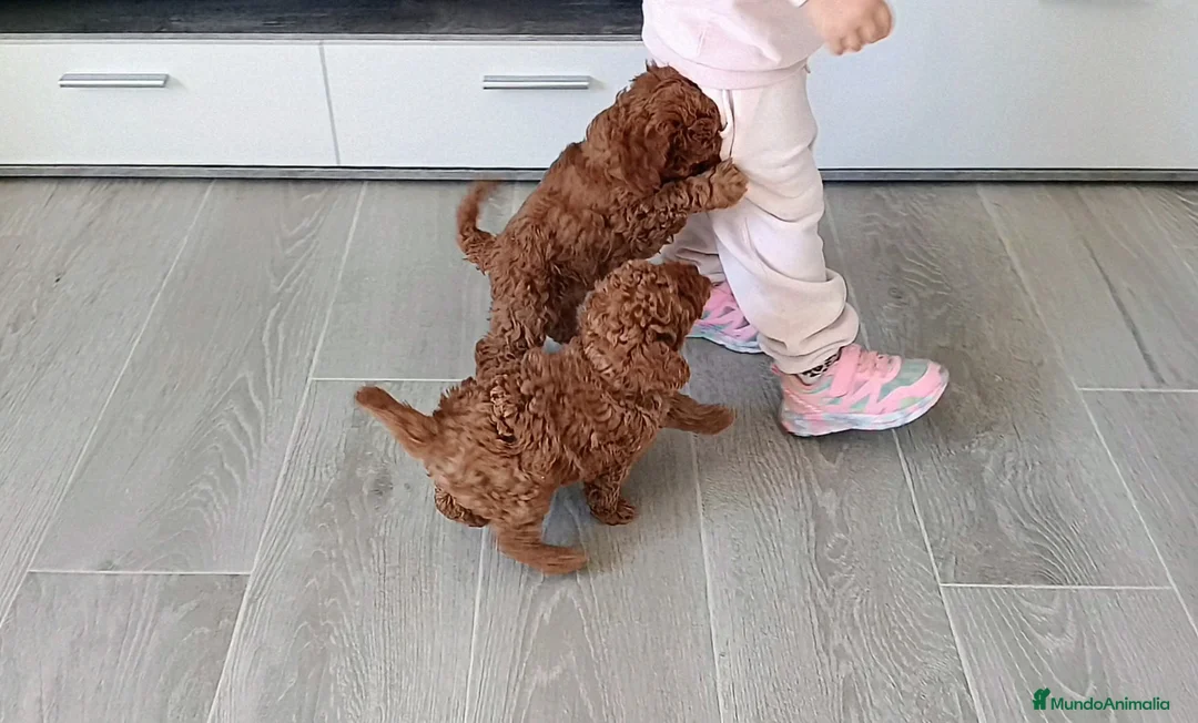 Caniche Toy perros en venta: CANICHES MACHITOS TOY - Anuncio 1