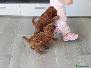 Caniche Toy perros CANICHES MACHITOS TOY - Anuncio 2