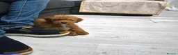 Caniche Toy perros en venta: Hembra de caniche Toy - Anuncio 4