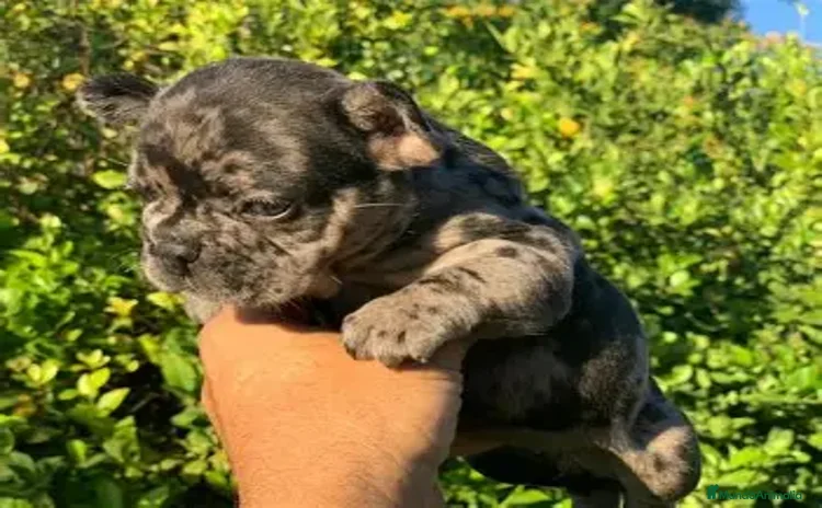Bulldog Francés perros - Anuncio 1