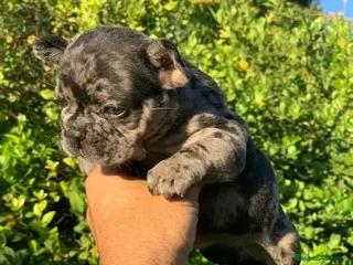 Bulldog Francés perros - Anuncio 5