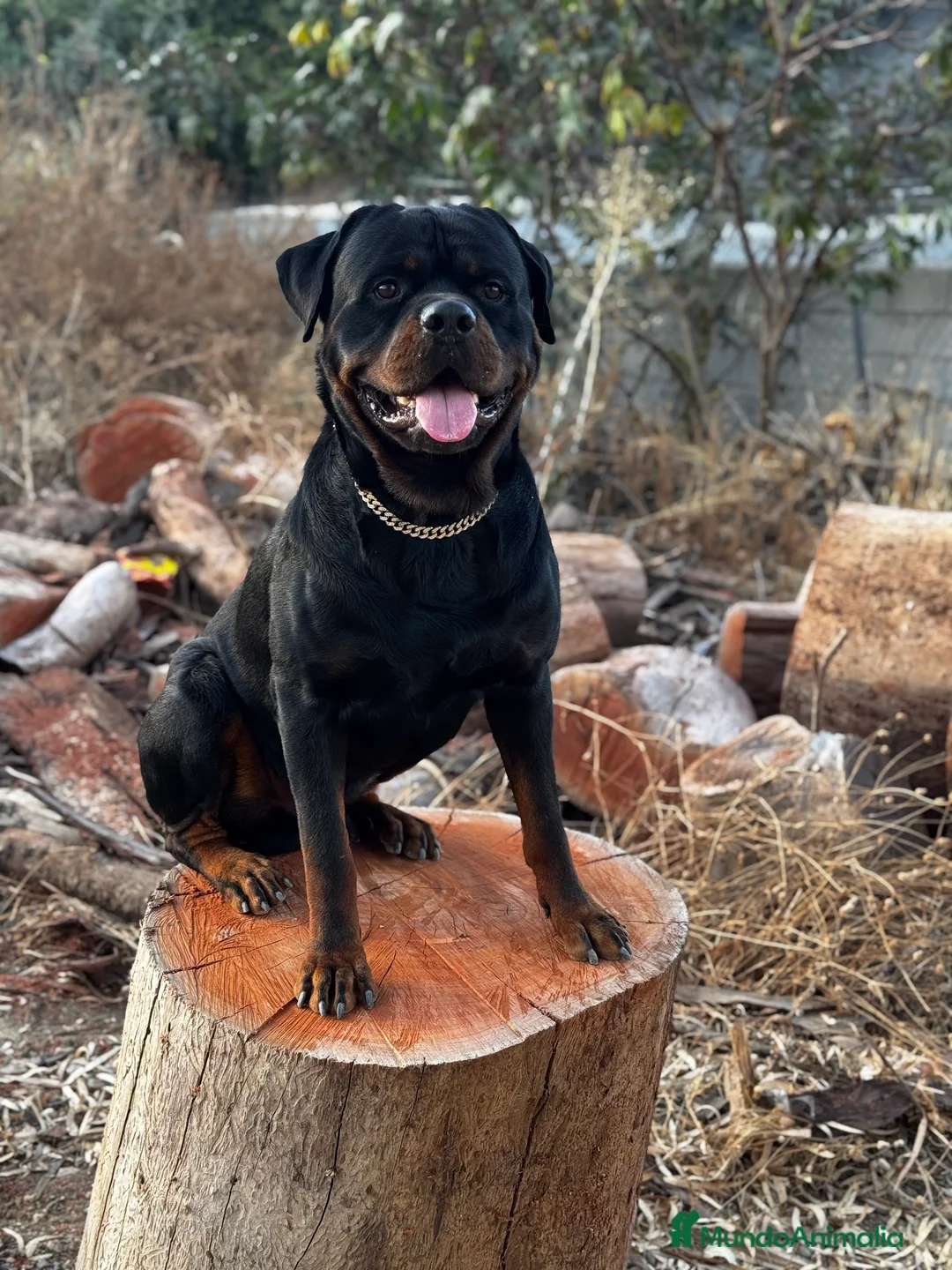 Rottweiler perros para monta: ROTTWEILER - Anuncio 12