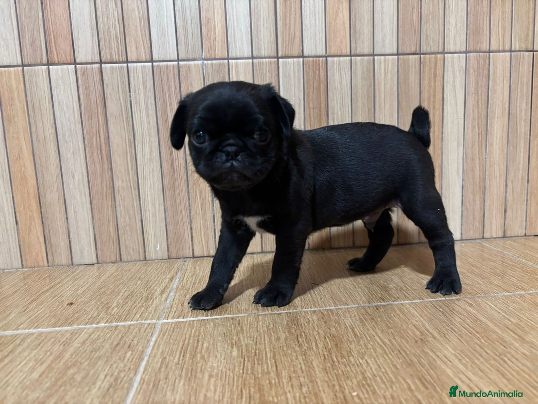 Carlino - Pug perros en venta: Macho de Carlino  - Imagen 3