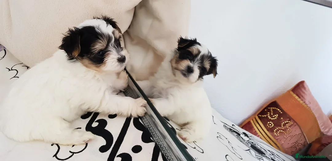 Biewer Yorkshire Terrier a la Pom Pon perros en venta: Biewer - Anuncio 4