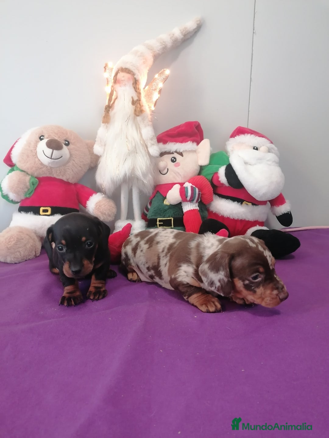 Teckel perros en venta: Teckel  - Anuncio 1