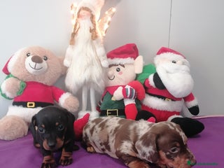 Teckel perros Teckel - Anuncio 1