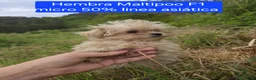 Maltipoo perros en venta: Preciosos Maltipoo - Anuncio 5
