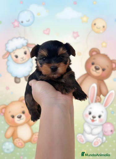 Imagen de galería {{count}}