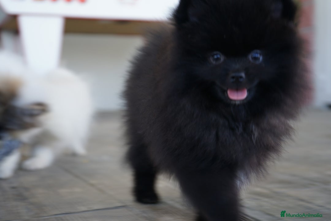 Pomerania perros en venta: 🐾 Monk – Pomerania negro mini toy 🌑 - Imagen 2