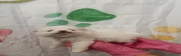 Pomerania perros en venta: Pomerania  - Anuncio 5