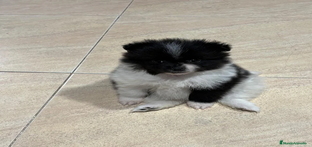 Imagen de galería {{count}}