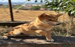 Shiba Inu perros en venta: Shiba inu hembra  - Imagen 2